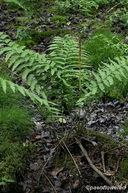Plant form with sporangia